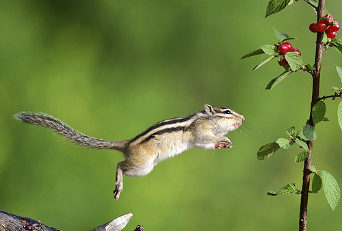 A chipmunk.,wild animal,Nature.,outdoors,Tiny.,Squirrels.,Cute.,animal,one,Leaf.,wild,tree,Rodents.,portraits,Mammals.,droll,ki,side view,lawn,eye