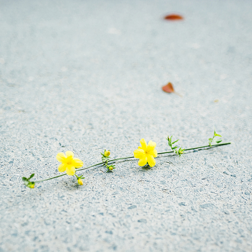 Life.,flower,still life,scenery,solar system,xiaoqing,close-up,color,plant,Comfortable weather.,season,outdoors,light,The sun.,C. Environment,fen,motoshi,sand,Tiny.