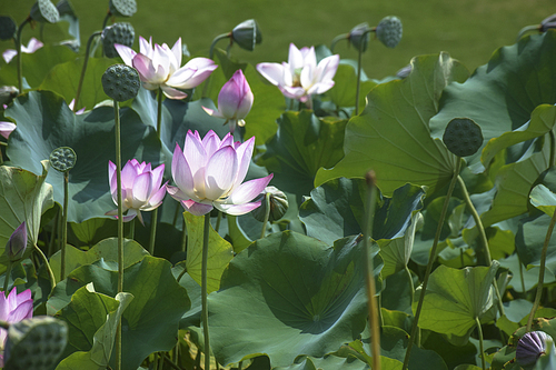 plant,life.,of course.,flower,the lotus.,still life,scenery,summer.,travel.,color,pond,aquatic plants,tropical.,it's a flower.,beautiful.,the park.,it's a plant.,foreign.,c. ,close-up