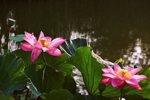 The lotus.,scenery,color,Aquatic plants,lilies,plant,blossoming,Divine.,Leaf.,Tropical.,Nature.,Zen.,Swimming.,liandia,petal,Take a break.,Saturated.,summertime,Beautiful.