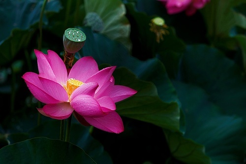 The lotus.,scenery,color,Tropical.,Leaf.,Nature.,blossoming,summertime,foreign.,pond,petal,The garden.,Aquatic plants,Zen.,lilies,No one.,Beautiful.,Divine.,Swimming.