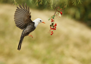 White-headed, short-legged, English-named White-head Bulbul, belonging to the family Chlorodidae, the bird class, the passerine, the family Diploidae. medium-sized (20 cm) black tweed. The tail is slightly bifurcated, the mouth, the foot and the eye bright red. Some subspecies are white on the head, and the front part of the western subspecies is partly gray. It differs from the red-billed starlin