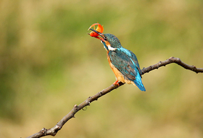 Kingfisher, or kingfisher, also known as Alcedo, is a generic term for birds of the genus Monotridae, the kingfisher family. Also known as the fish, the dog. Kingfisher refers to a medium sized, kingfisher bird of feather color under a buddhist monk. They have a worldwide distribution, most of them in the Old World and in Australia. “ kingfisher ” It can refer to a single species, the Alcedinidae,