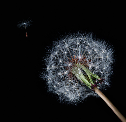 microdistance,plant,still life,canon,Seeds.,Delicate.,Fireworks.,send,Fire.,light,color,No one.,flexibility,Nature.,Flower.,richness,Beautiful.,Weak.,grain crops