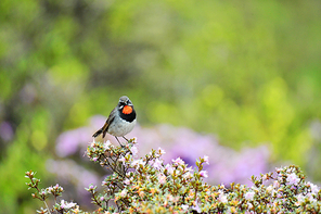 capture,Wild birds.,wild animal,No one.,outdoors,summertime,motoshi,wild,animal,Tiny.,Flower.,lawn,Leaf.,The garden.,tree,ki,plant,color,The park.,Comfortable weather.