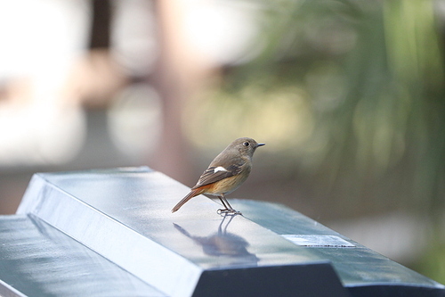 shanghai,animal,nagakagi,The park.,Birds.,canon,suitable horse,capture,Wild birds.,Tiny.,side view,Comfortable weather.,portraits,robin robin,ki,The garden.,wild,Leaf.