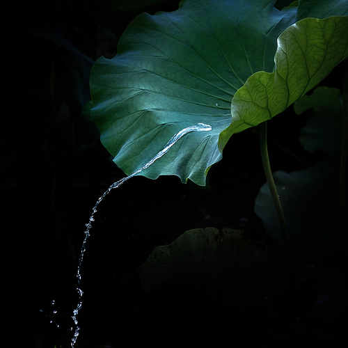 yangzhou,plant,scenery,color,capture,Flower.,black and white,rain,Underwater.,Darkness.,abstraction,contrast,The water.,The arts.,one,The shadows.,backstage,The garden.