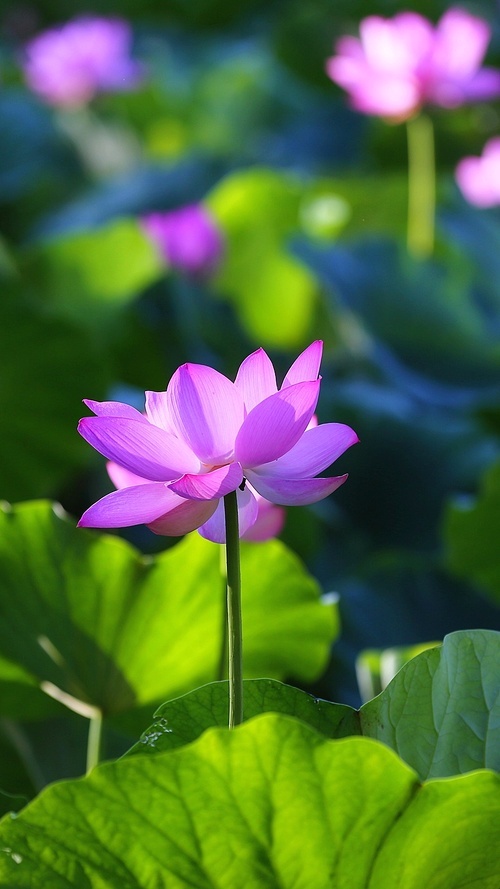 Summer looks.,Flower.,plant,Nature.,The garden.,lotus flower,blossoming,summertime,petal,Tropical.,lilies,pond,It's a flower.,Beautiful.,It's a plant.,color,close-up,foreign.,The park.,No one.