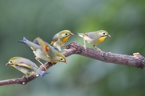 There is a small group of noisy guests in Oshan Park. They are very cute and lively.