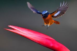 Shot in guangzhou botanical garden, north hong fei ba plantain flower to spend an instant wonderful.