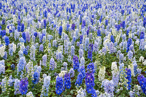 plant,color,Feswallop.,summertime,No one.,season,grain crops,lupine,The hay place.,outdoors,landscape,It's a flower.,bright,The garden.,Country.,Delightful.,blossoming,tree