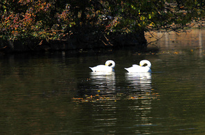 waters,lake,The river.,pond,Birds.,reflex,The swans.,duck,Nature.,waterfowl,No one.,Swimming.,poultry,wild animal,outdoors,geese,The park.,animal,landscape,fall