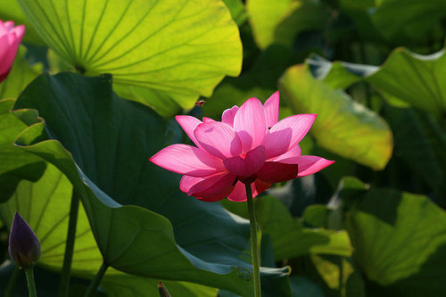 flower,canon,jiangxi,plant,Nature.,Tropical.,lilies,summertime,pond,The garden.,blossoming,foreign.,No one.,petal,Aquatic plants,Divine.,It's a flower.,Beautiful.,It's a plant.