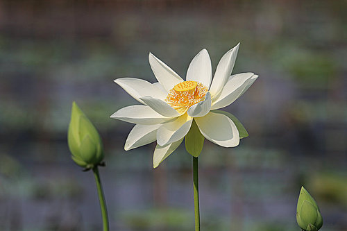flower,canon,jiangxi,plant,No one.,summertime,blossoming,lotus flower,petal,The garden.,lilies,It's a flower.,Tropical.,foreign.,grain crops,bright,Beautiful.,pond,Zen.,outdoors