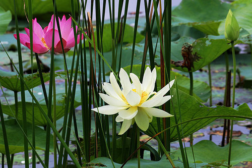 flower,canon,jiangxi,Flower.,plant,Leaf.,Aquatic plants,blossoming,Nature.,lilies,summertime,Tropical.,The garden.,petal,Zen.,Divine.,Swimming.,foreign.,liandia,Saturated.