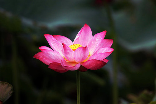 flower,canon,jiangxi,Leaf.,No one.,summertime,blossoming,The garden.,petal,Beautiful.,color,It's a flower.,Tropical.,bright,lilies,close-up,lotus flower,It's a plant.,pond,foreign.