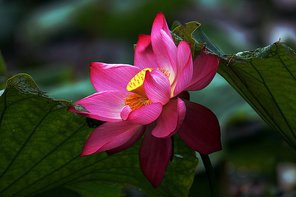 flower,canon,jiangxi,plant,The garden.,blossoming,Beautiful.,summertime,Tropical.,petal,No one.,color,It's a flower.,close-up,foreign.,The park.,It's a plant.,lilies,lotus flower,season