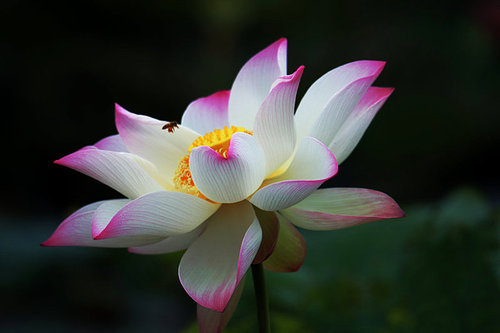 flower,canon,jiangxi,Nature.,lotus flower,The garden.,blossoming,petal,summertime,lilies,Beautiful.,No one.,Tropical.,foreign.,It's a flower.,The park.,color,pond,It's a plant.,close-up