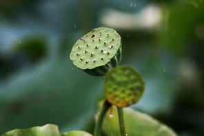 plant,flower,canon,jiangxi,Flower.,outdoors,The garden.,Tropical.,summertime,foreign.,motoshi,close-up,Biology.,cactus,waters,food,color,grain crops,Tiny.,light