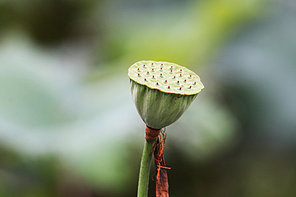 plant,flower,canon,jiangxi,motoshi,summertime,Tiny.,Tropical.,Comfortable weather.,bright,lawn,wild,Biology.,grain crops,Flower.,ki,rain,freedom degree,foreign.