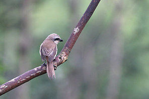 Birds.,canon,jiangxi,capture,outdoors,wild,animal,Daylight.,Tiny.,songbird,ki,tree,motoshi,sparrow,The park.,bird watching,side view,The garden.,summertime