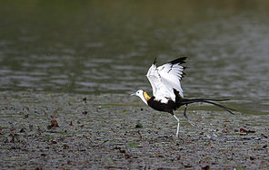 Birds.,canon,jiangxi,capture,Nature.,animal,pond,lake,outdoors,waterfowl,wetland,marsh,wild,beak,heron,bird watching,poultry,Feather.,duck