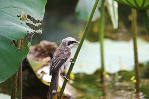 birds.,canon,jiangxi,capture,outdoors,wild,tiny.,leaf.,the garden.,the park.,ki,c. ,animal,tropical.,tree,daylight.,summertime,biology.,beautiful.