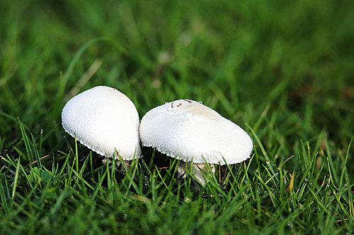 mushroom.,canon,jiangxi,no one.,summertime,grain crops,outdoors,ki,the hay place.,nature,close-up,season,leaf.,grounding,backstage,lawn,fall,fen,tiny.