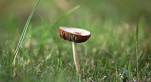 Mushroom.,canon,jiangxi,Nature.,No one.,summertime,outdoors,wild,food,plant,ki,fall,Leaf.,The hay place.,grain crops,herding,fen,grounding,hat,close-up