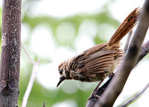 Birds.,canon,jiangxi,capture,tree,outdoors,sparrow,wild,Feather.,No one.,beak,ki,Tiny.,The wings.,songbird,bird watching,ornithology,The garden.,portraits