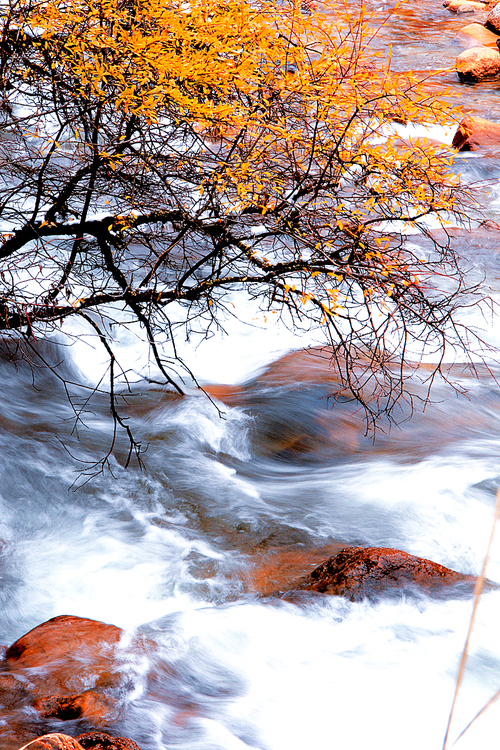 scenery,Nature.,tree,No one.,landscape,Leaf.,waters,ki,season,outdoors,The park.,The river.,Comfortable weather.,branch,Winter.,beautiful sceneries,dawn,bright,C. Environment,maple