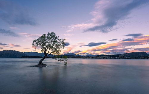 The lonely crooked tree at Lake Wanaka...