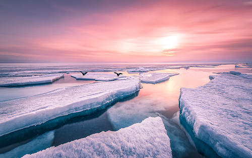 animal,Of course.,scenery,Travel.,wide angle,Photography,nikon,color,I'm going to be on the screen.,The ocean.,Nature.,The sky.,Cold.,dawn,shoreline,frost,Frozen.,The beach.,At night.