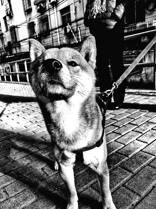 Dogs.,canonidae,black and white,Mammals.,street,Pet.,portraits,animal,People.,one,Black and white.,Puppies.,Cute.,No one.,Sit down.,Humor.,Two.,Domestic.,adult,Tiny.