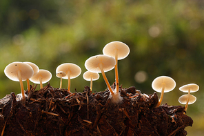 microdistance,nature,ecology,canon,pinecones,fungi,food,fall,lawn,soil,outdoors,edible,porcini,wild,tiny.,mushroom.,spore,hat