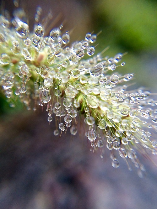 Nature is amazing! The drizzle falls on the tail grass of the dog, and the pearl is full and translucent.