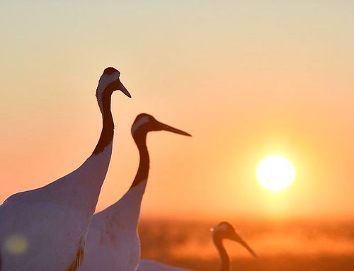animal,scenery,nikon,color,China Polarization Photography Award,wild animal,dawn,lake,backlight,The sun.,outdoors,The sky.,silhouette,one,landscape,crane,side view,Comfortable weather.,Travel.