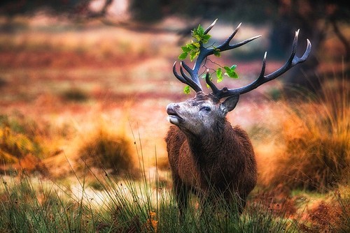 ecology,Of course.,Great Britain.,nagakagi,Deer.,sony,Dreams.,B.WAY, THE BLUE PLANET, THE APRIL.,fall,animal,antler,stag,fen,wild,The hay place.,elk,The park.,Reindeer.,dawn