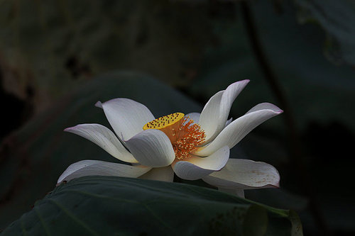 The lotus.,canon,construction,jiangxi,blossoming,Nature.,The garden.,petal,color,lilies,summertime,Delicate.,The park.,It's a flower.,lotus flower,light,outdoors,Beautiful.,yulan,motoshi