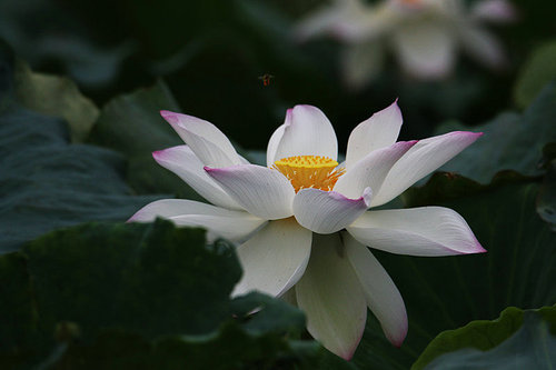 The lotus.,canon,construction,jiangxi,blossoming,The garden.,Nature.,pond,petal,lilies,Beautiful.,summertime,Aquatic plants,Tropical.,It's a flower.,It's a plant.,No one.,Zen.,foreign.