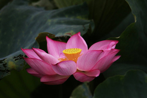 The lotus.,canon,construction,jiangxi,pond,blossoming,Nature.,The garden.,Tropical.,No one.,lilies,petal,Swimming.,foreign.,summertime,Beautiful.,It's a plant.,Aquatic plants,It's a flower.