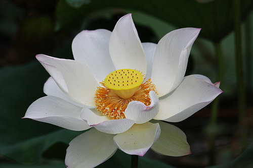 The lotus.,canon,construction,jiangxi,lotus flower,Nature.,The garden.,lilies,summertime,Tropical.,blossoming,foreign.,petal,Divine.,It's a plant.,Zen.,Delicate.,pond,It's a flower.,Beautiful.