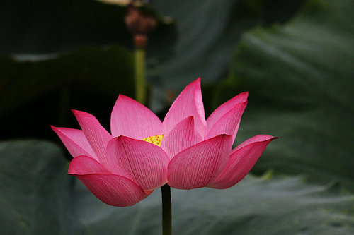 The lotus.,canon,construction,jiangxi,No one.,Tropical.,Nature.,pond,The garden.,blossoming,foreign.,summertime,petal,lilies,It's a plant.,casing,Swimming.,Aquatic plants,Beautiful.