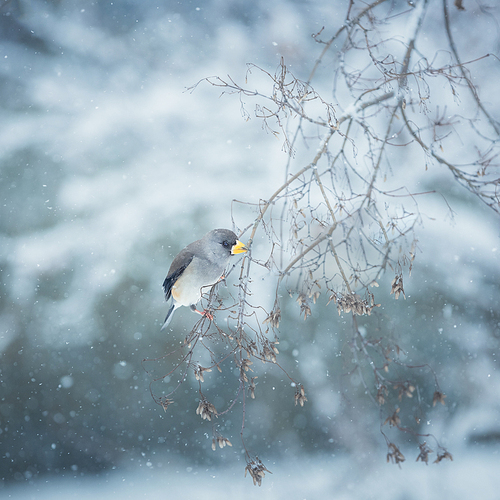 animal,Photography,color,Cold.,No one.,frost,Nature.,wild animal,ice,outdoors,It's frosted.,To cover (candy).,Frozen.,tree,The weather.,It's Christmas.,ki,to fly,Comfortable weather.,The sky.