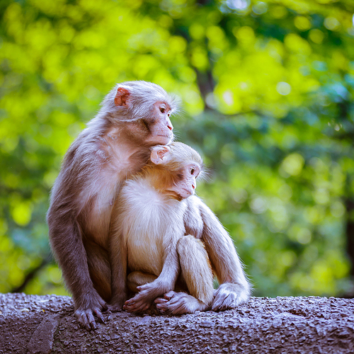 Challenging the topic: a tender moment,Primates.,macaque,Mammals.,ape,animal,wild animal,Nature.,Cute.,The jungle.,wild,Sit down.,The zoo.,Tiny.,ki,The baby.,furry,portraits,droll