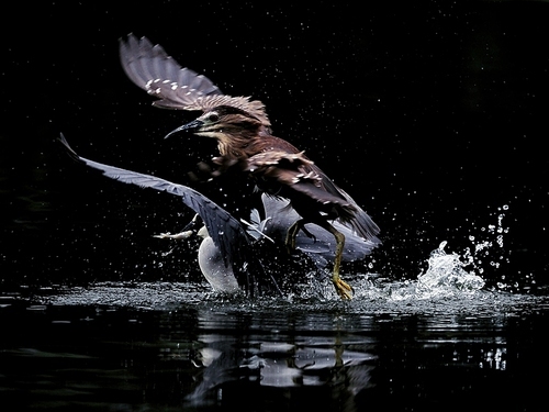 capture,waters,lake,No one.,wild animal,sports,Nature.,reflex,Feather.,Flies.,animal,to fly,The river.,pond,Snowy.,Darkness.,Let's move.,Winter.,duck,waterfowl