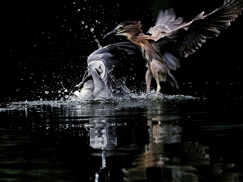 capture,waters,wild animal,reflex,lake,No one.,Nature.,animal,pond,Feather.,Flies.,beak,The river.,waterfowl,wild,poultry,to fly,outdoors,heron,The wings.