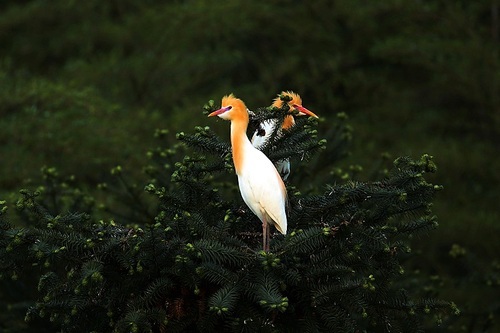 This pair of egrets husband and wife's affection is very harmonious!
