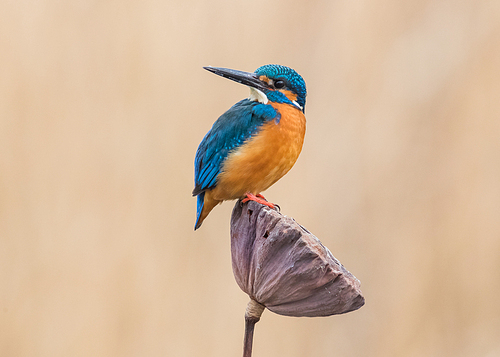 kingfisher,No one.,wild animal,Nature.,animal,wild,Tiny.,outdoors,Birds.,one,beak,color,bird watching,ornithology,Feather.,side view,Daylight.,bright,The wings.,ki