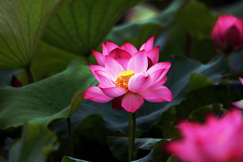 flower,canon,jiangxi,lotus flower,blossoming,Nature.,The garden.,petal,lilies,It's a flower.,summertime,pond,Beautiful.,It's a plant.,close-up,Tropical.,color,No one.,Aquatic plants,foreign.